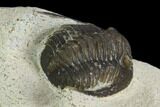 Bargain, Cornuproetus Trilobite Fossil - Morocco #119982-3